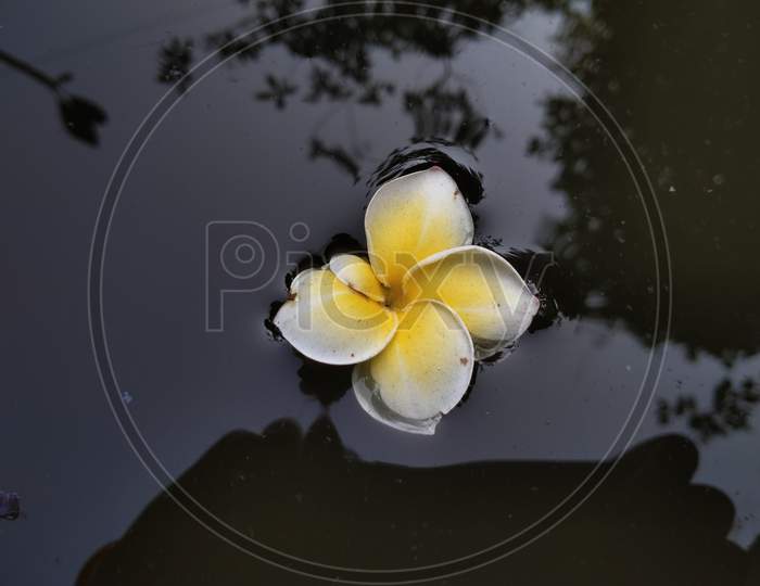 Plumeria flower floating on water