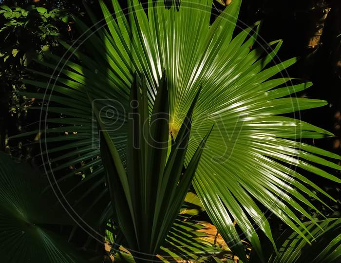 Beautiful pattern of a leaf