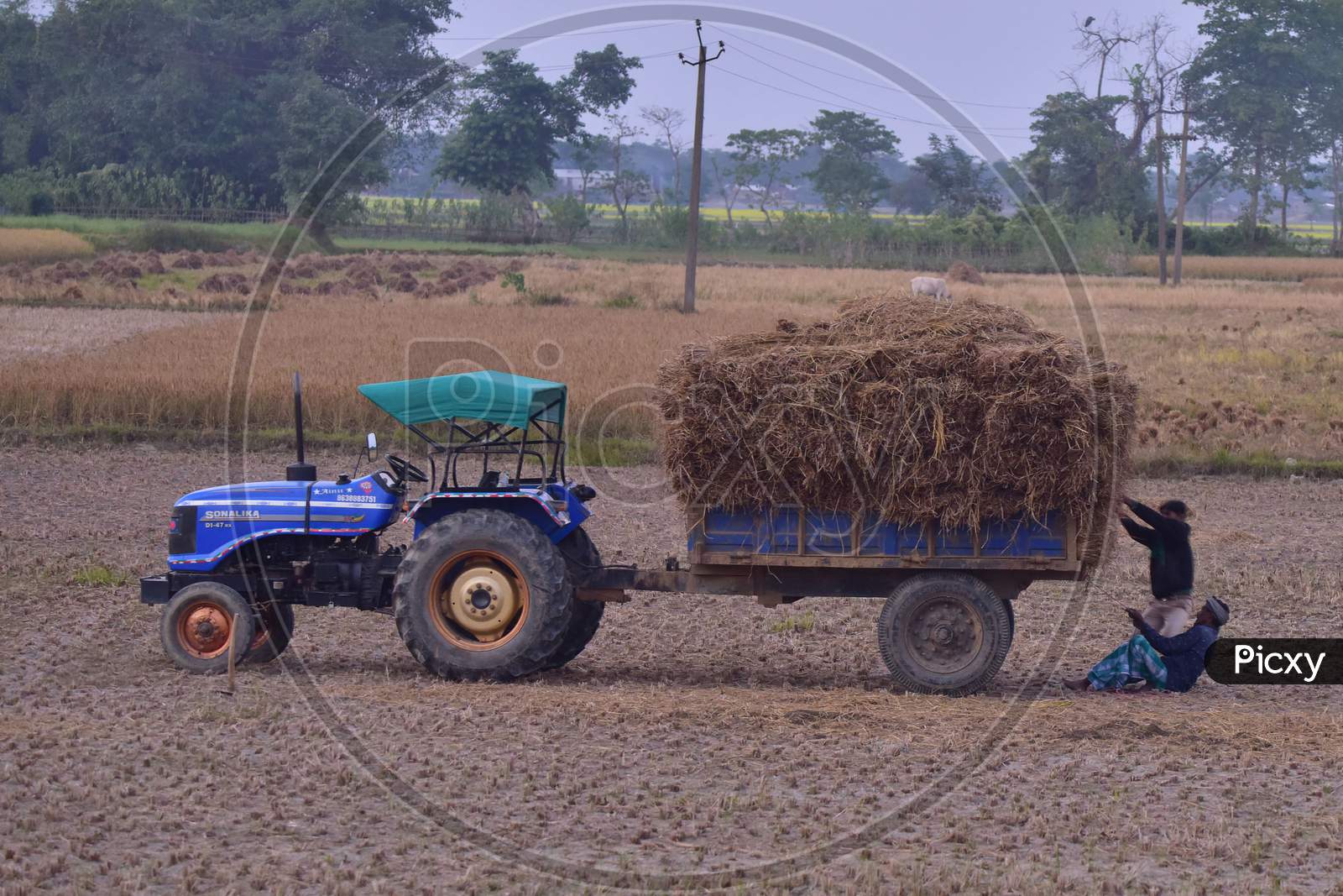 -Farmer  loading harvested rice paddy on a tractor   at Mayong village in Morigaon District of Assam on Dec 6,2020