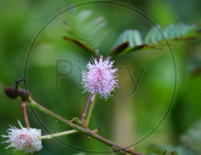 Macro photography of a rare tiny flower