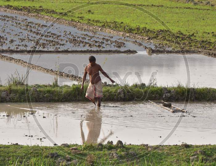 A farmer work his  paddy field at Mayong village  in Morigaon District of Assam  on Dec 6,2020