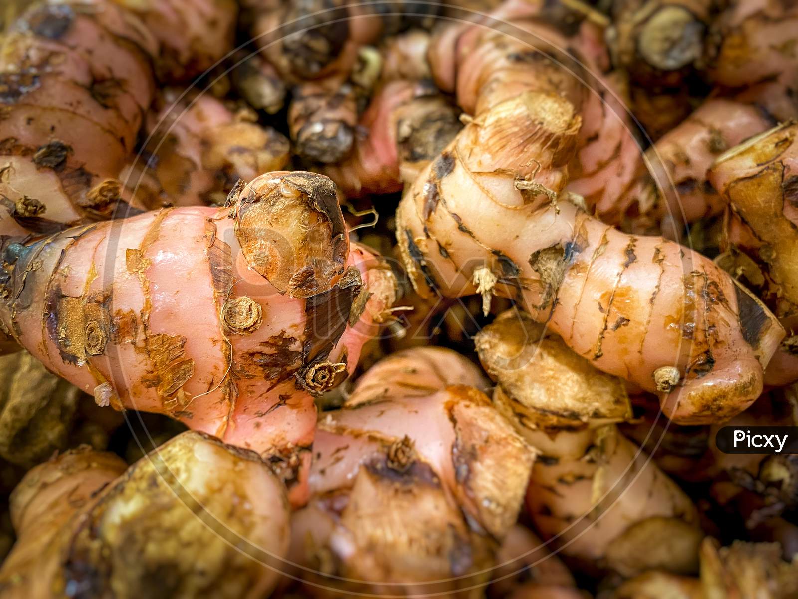 Raw Spices Galangal From The Traditional Market