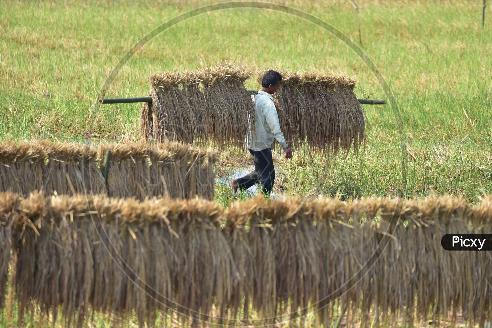 Farmer carry  harvested rice paddy  at Mayong village in Morigaon District of Assamon Dec 6,2020