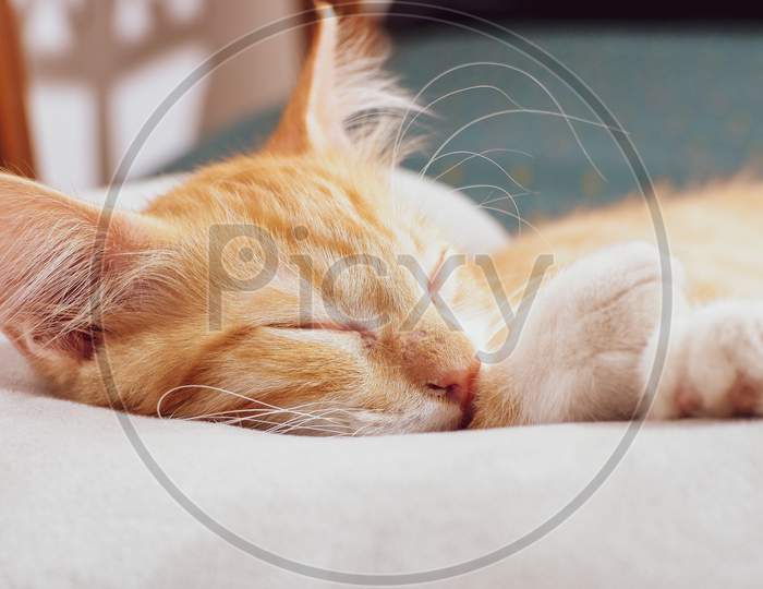 Cute Kitten Is Sleeping Peacefully On The Pillow