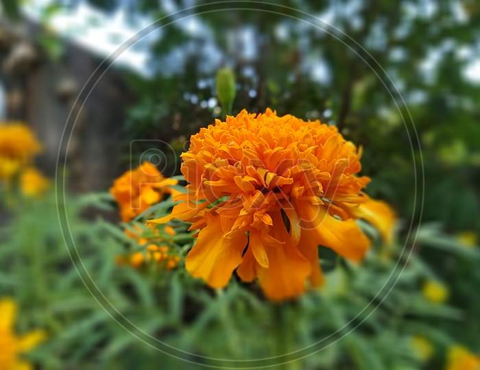 Beautiful Marigold Flower