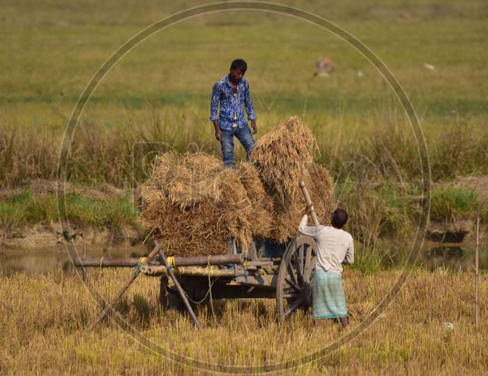 Farmer  loading harvested rice paddy on a cart at Mayong village in Morigaon District of Assam on Dec 6,2020