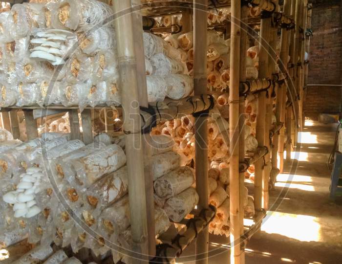 Inside Of The Oyster Mushroom House Agriculture