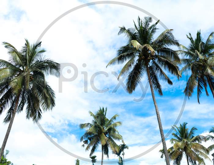 Top Of The Coconut Trees Against Blue Sky