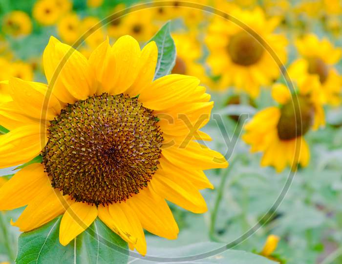 Beautiful Sunflowers In The Field