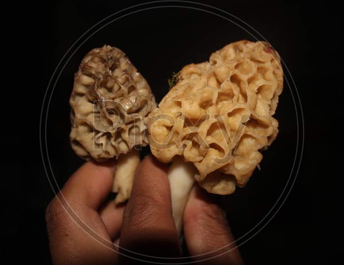 Closeup of moral mushroom from himalaya.