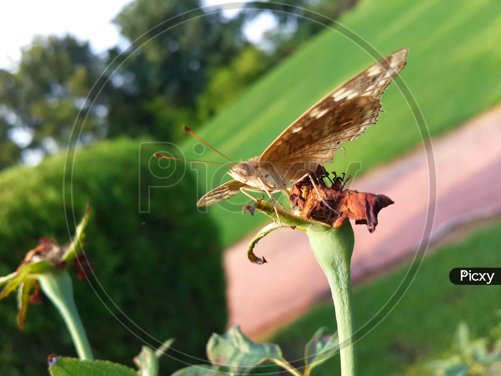 Butterfly Takeoff high quality