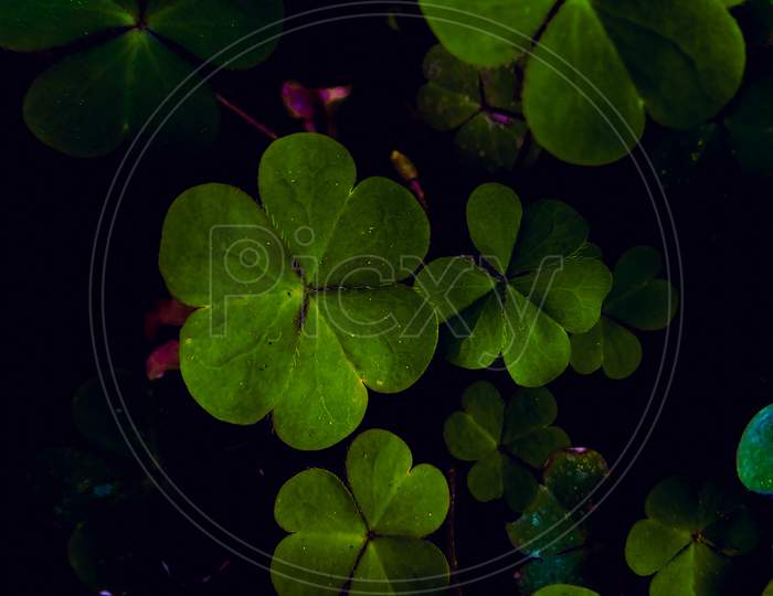 Green leaf under darkness
