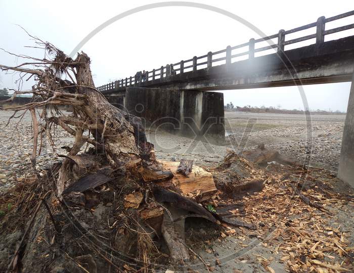 A big uprooted tree and a bridge