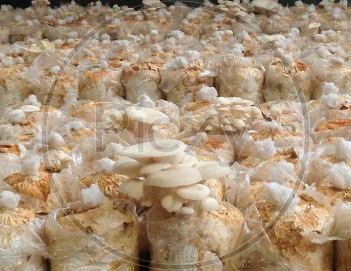 Inside Of The Oyster Mushroom House Agriculture Harvest In Lembang Indonesia