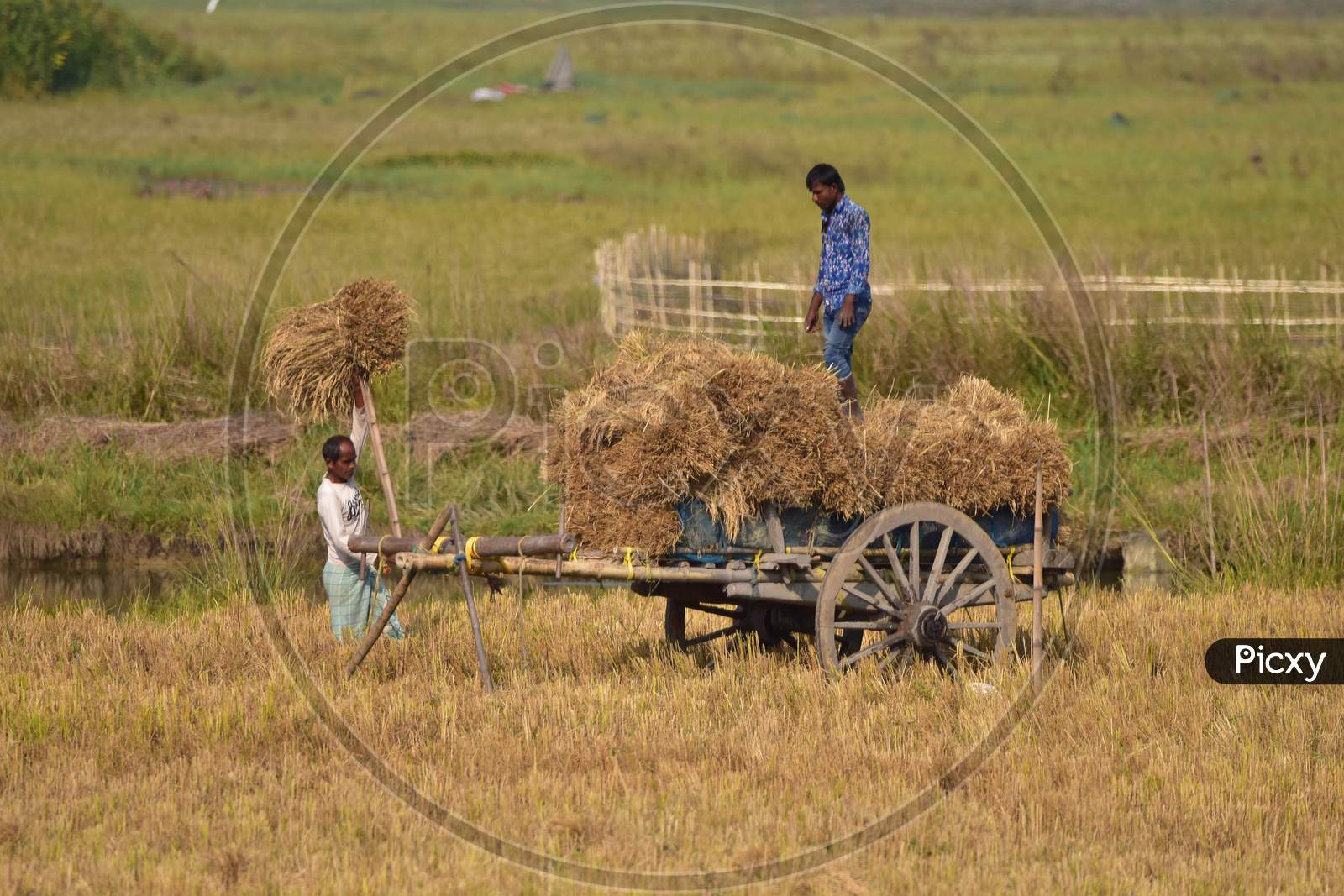 Farmer  loading harvested rice paddy on a cart at Mayong village in Morigaon District of Assam on Dec 6,2020