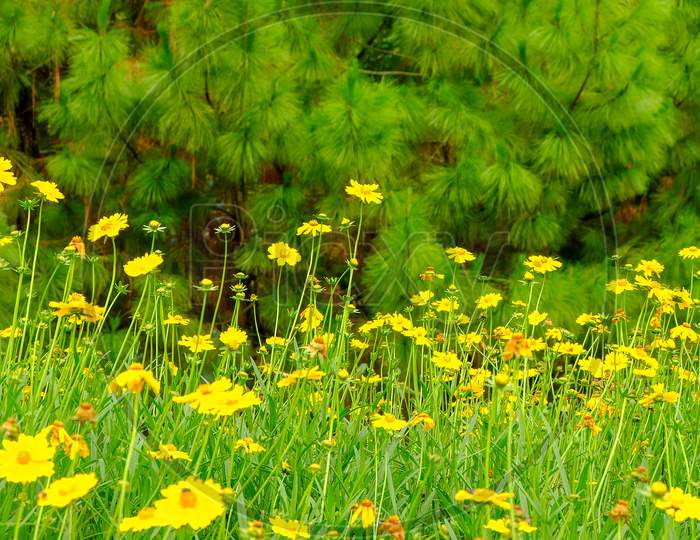 Beautiful Blossoms Yellow Flower In Flowers Garden Field