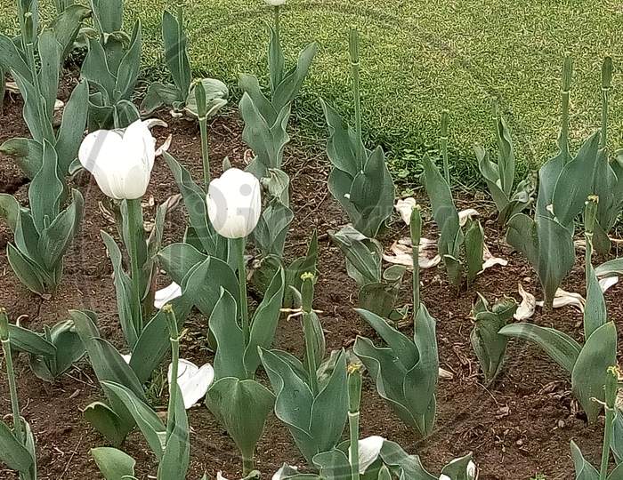 white flower-1