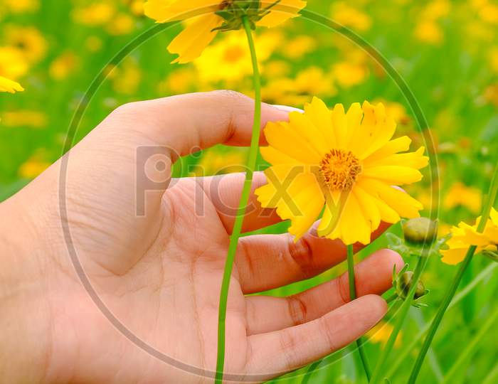 Woman Hand Holding Beautiful Yellow Flower In Flowers Garden
