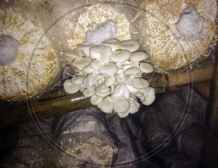 White Oyster Mushroom Seeds That Just Grow Before Blooming From The Mushrooms House Lembang Bandung Indonesia