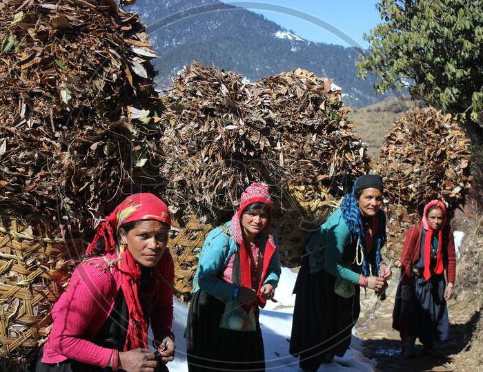 Himalayan ladies bringing leafs from forest.