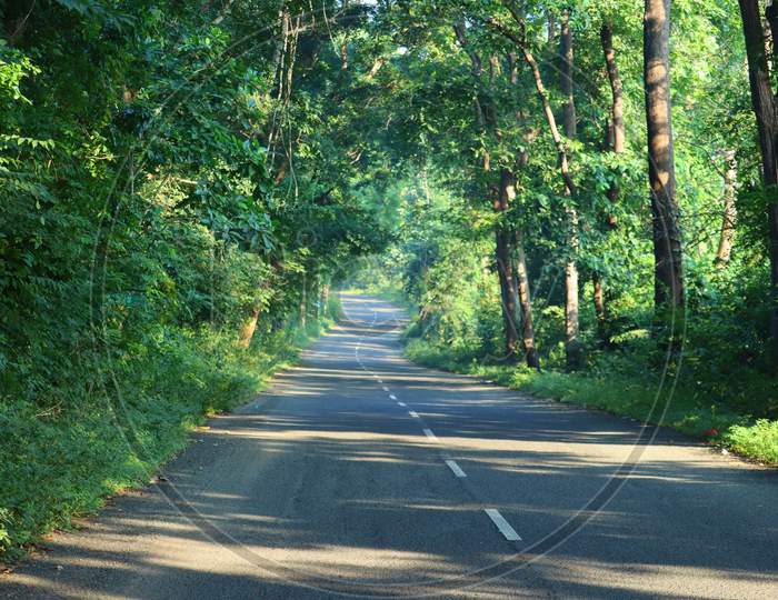 Empty road with green trees ,nature on both sides