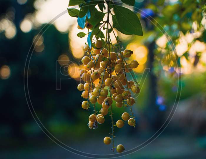 A Golden Dewdrop image of Duranta Erecta species