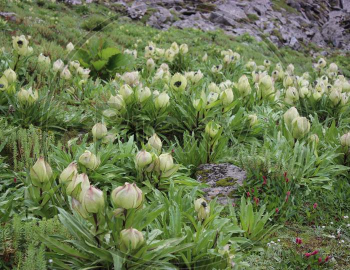 Saussurea obvallata / brahma kamal flowers in himalaya.