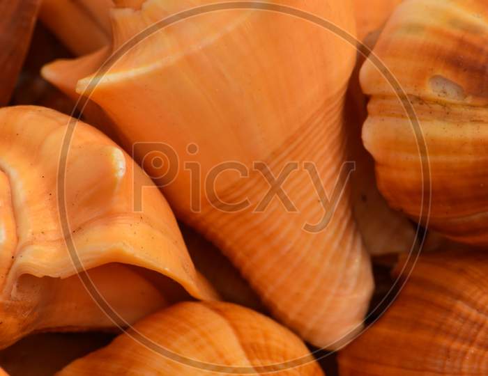 close up of orange seashell background