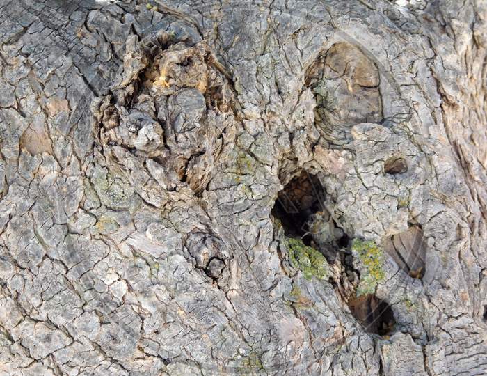 Tree Trunk Texture