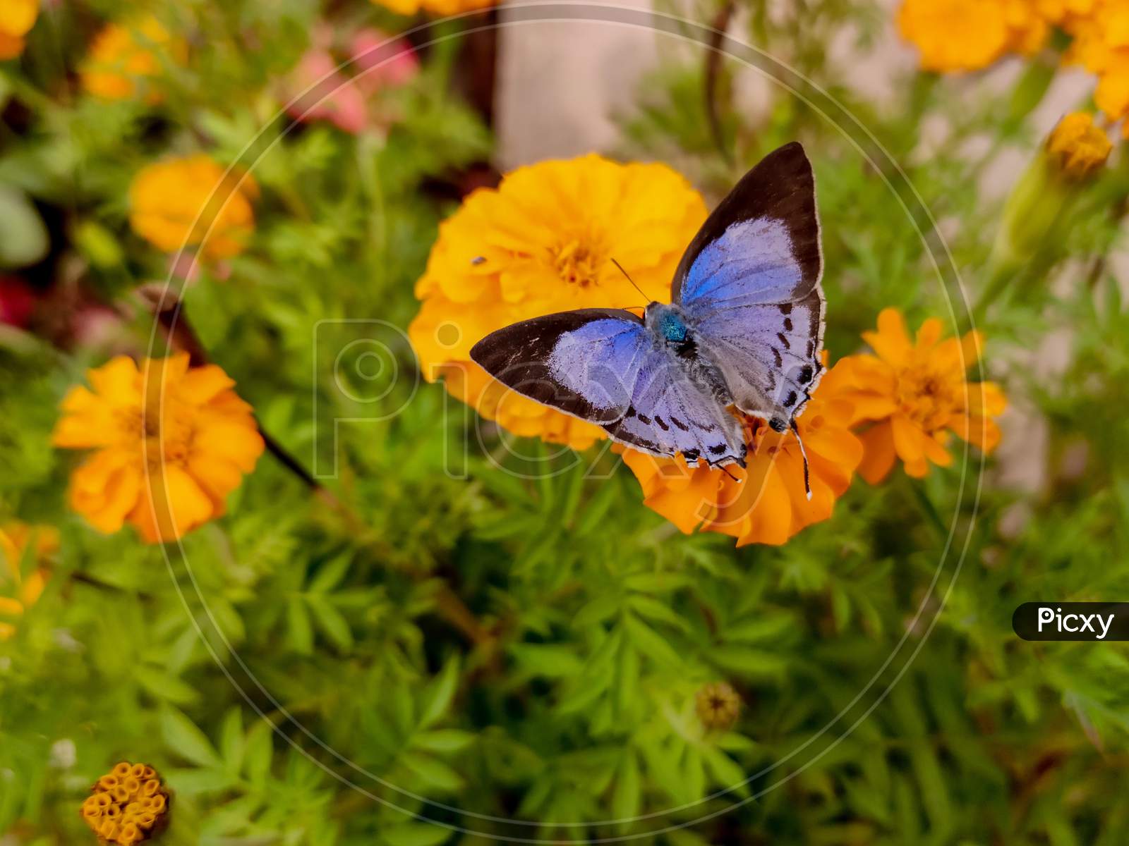 Colourful butterfly rested on Marigold close-up, natural background