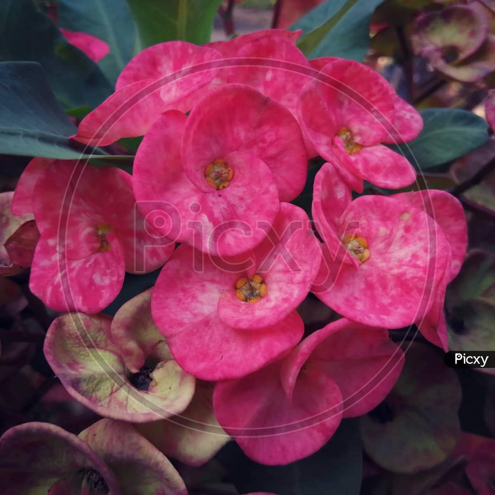 perennial plant close up macro photography