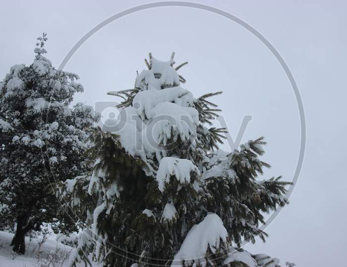 Snow covered pine tree in himalaya