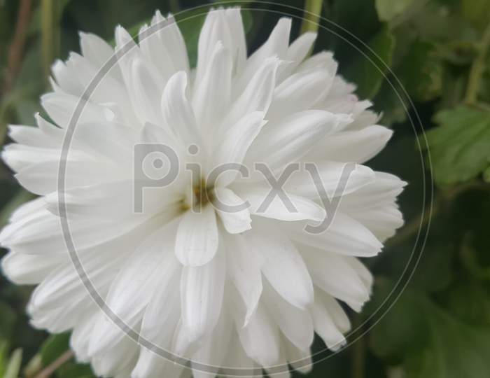 Lovely Fresh White Flower With Petals
