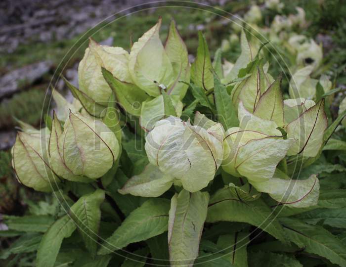 Saussurea obvallata / brahma kamal plant in himalaya.