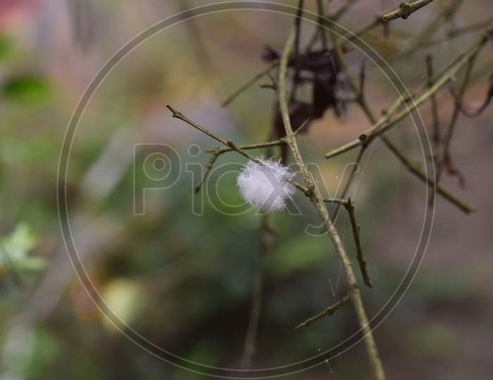 A Small White Feather Stuck In A Plant (Unedited)