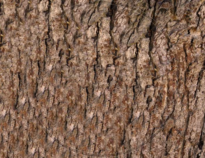 Outdoor Tree Trunk Texture