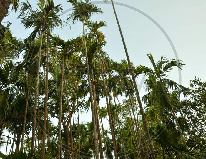 Betel Nut Tree, Aasud Bag, Dapoli, Konkan, Maharashtra, India, On the way to Keshavraj Temple