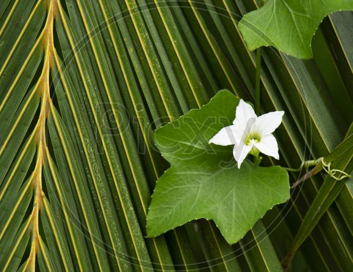 white flower on a coconut leaf