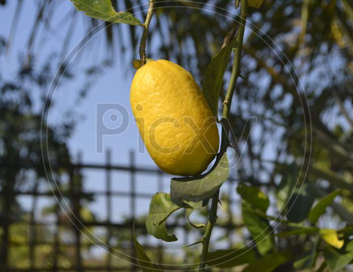 A ripped lemon image