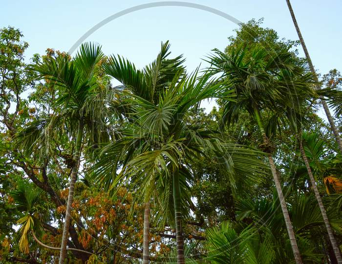 Betel Nut Trees, Karde beach, Dapoli, Konkan, Maharashtra, India,