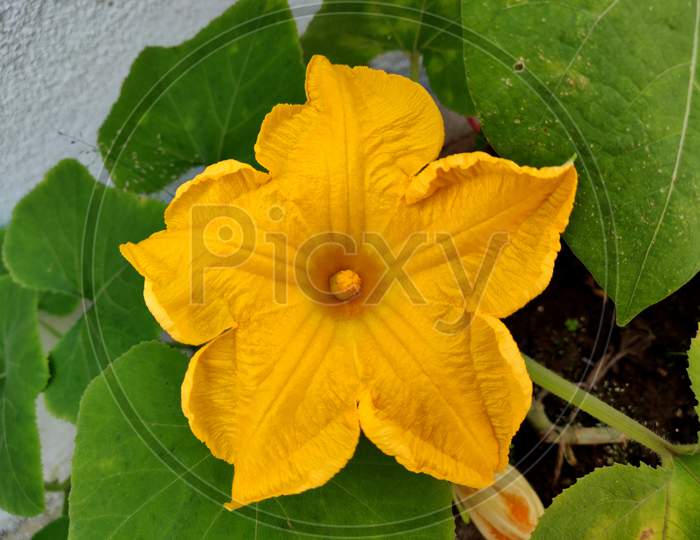 Beautiful Bright Yellow Squash Flower Squash, (Genus Cucurbita), A Genus Of Flowering Plants In The Gourd Family