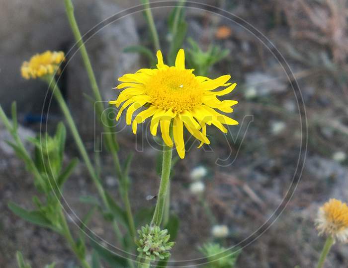 Heterotheca canescens -A beautiful Yellow flower