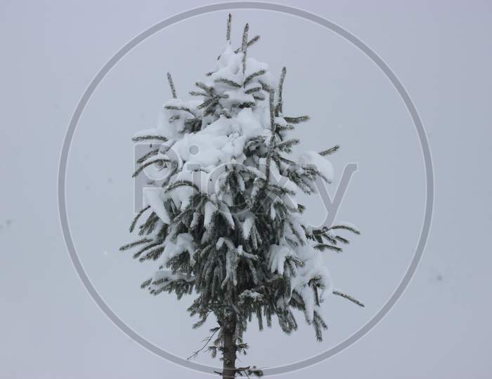 Snow covered oak tree of himalaya