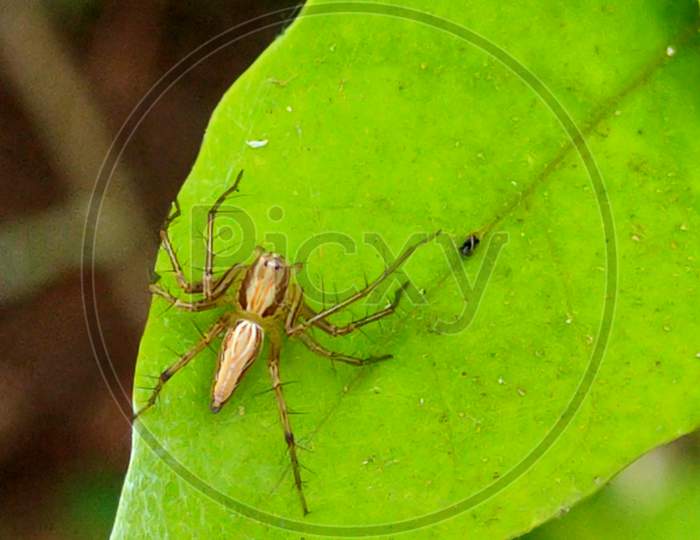 Spider on green Leaf