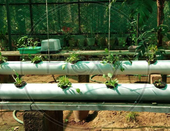 Plant's will be grown in pipe