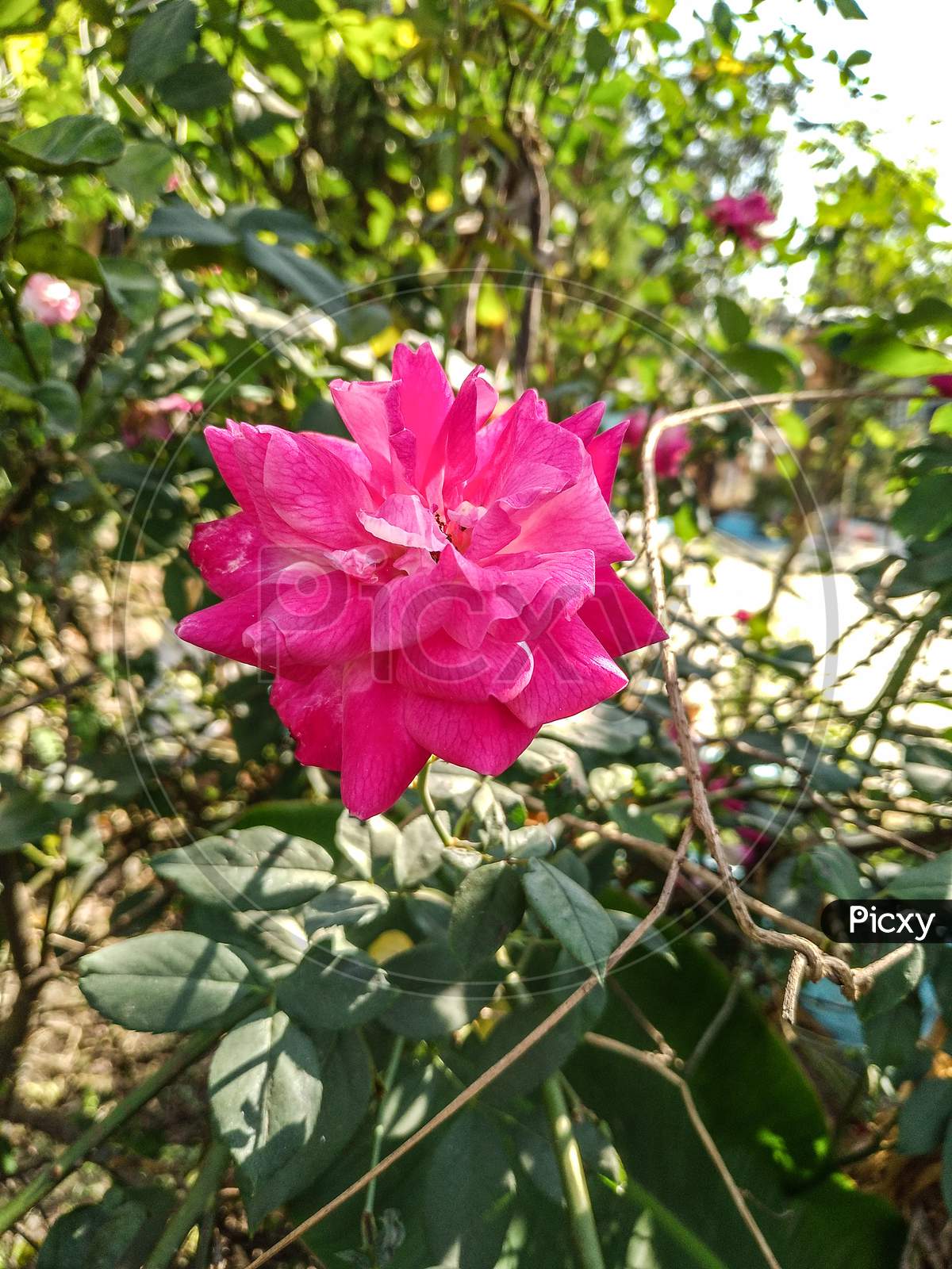 Pink rose flower outdoor image