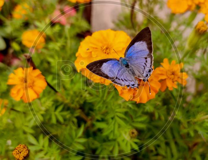 Colourful butterfly rested on Marigold close-up, natural background