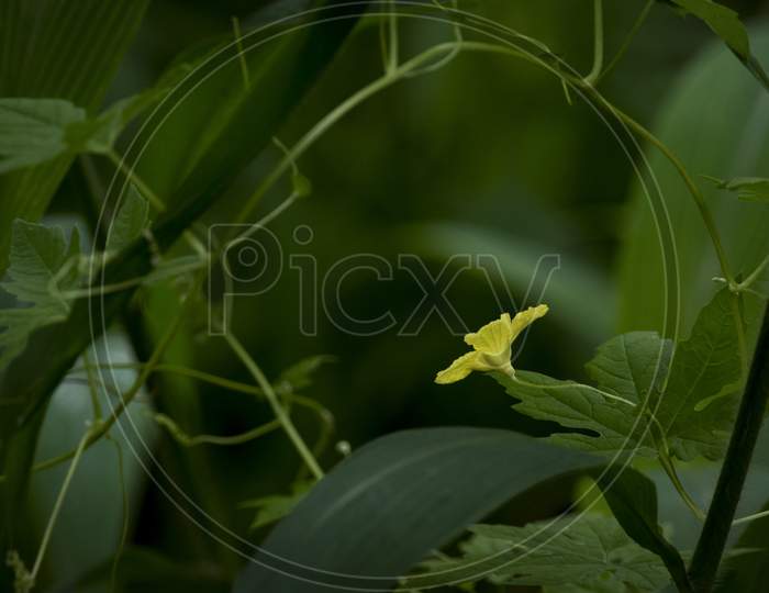 zinnia Flower