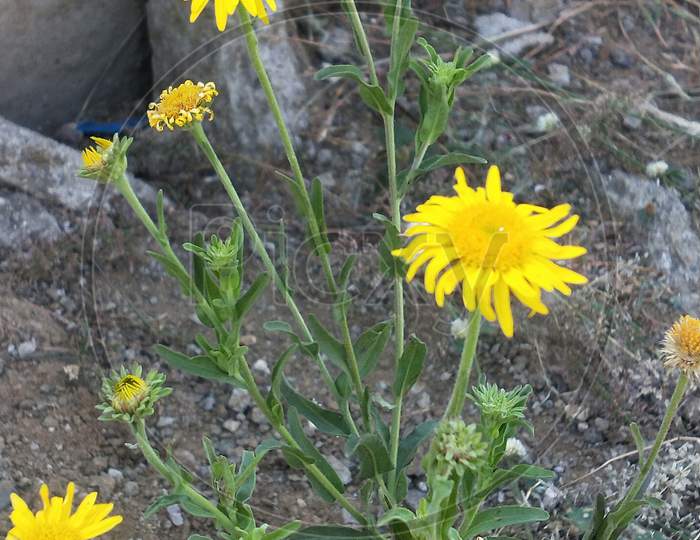 Heterotheca canescens -A beautiful Yellow flower