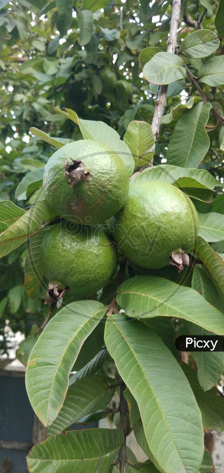 Triplet guavas with Leaflets